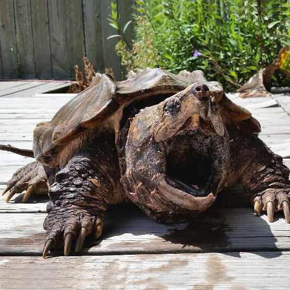 Tartaruga Alligatore a Torino: Il rettile aggressivo che suscita preoccupazione