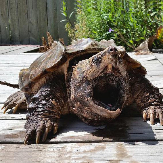 tartaruga alligatore tartaruga alligatore