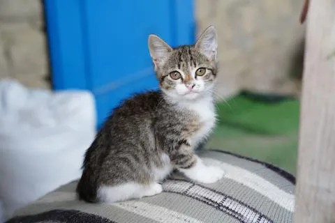 San Donà di Piave, gattino di tre mesi gravemente ferito: telecamere al vaglio