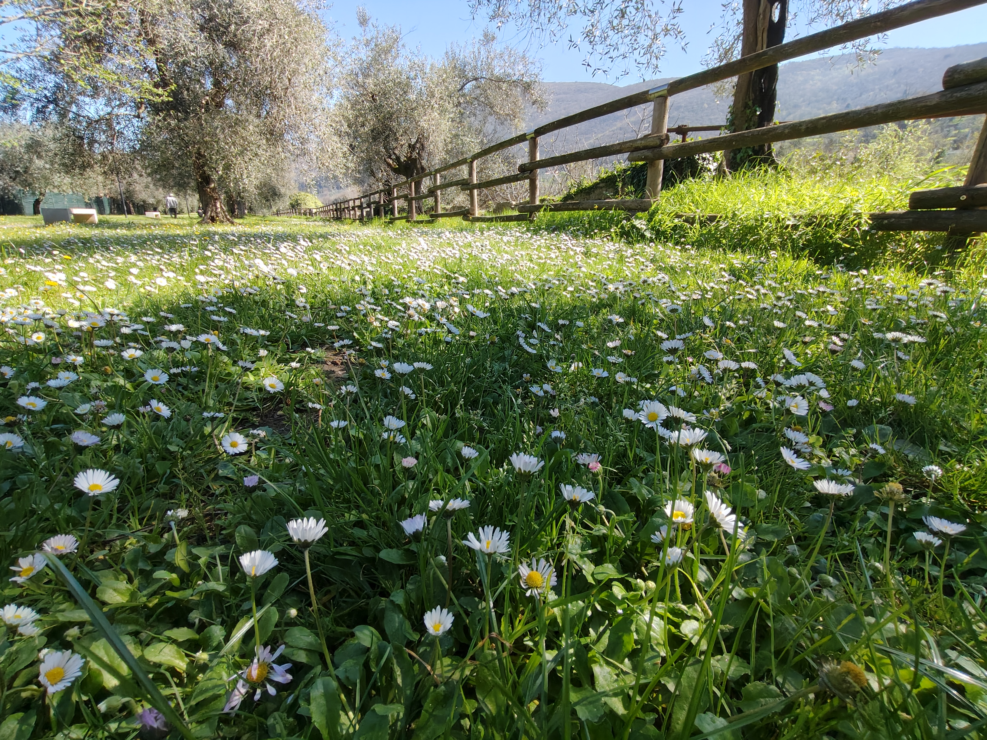 realme recensione Realme 12 Pro - Recensione tecnica comparto fotografico