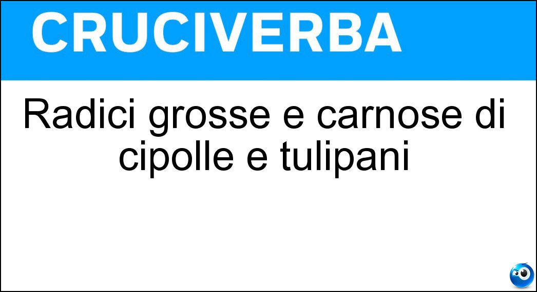 Radici grosse e carnose di cipolle e tulipani