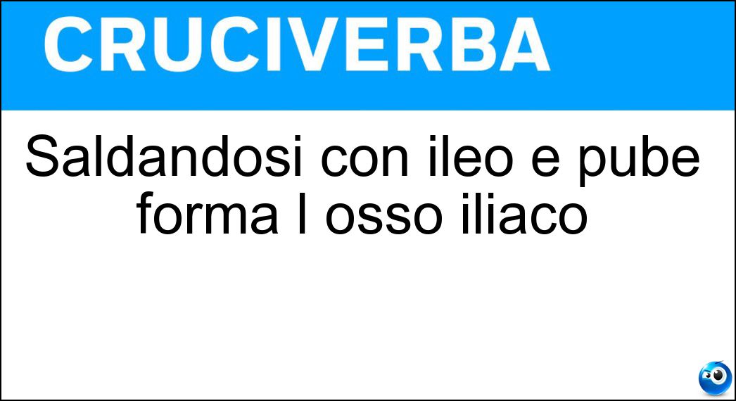Saldandosi con ileo e pube forma l osso iliaco