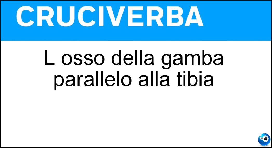 L osso della gamba parallelo alla tibia