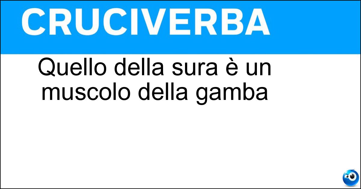 Quello della sura è un muscolo della gamba Quello della sura è un muscolo della gamba